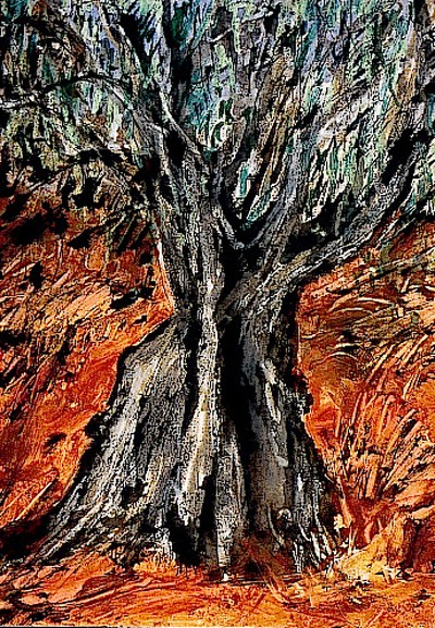 olivenbaum01.jpg